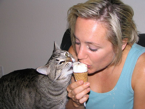 cat-eating-icecream-with-you1
