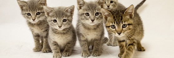 cat-team