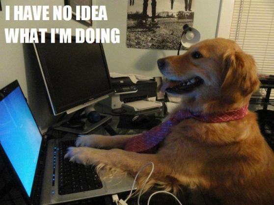 i-have-no-idea-what-im-doing-dog