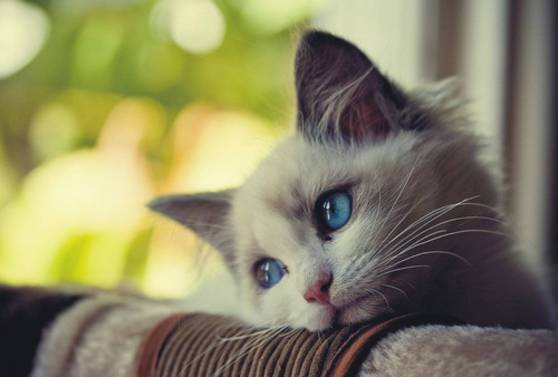 lonely-cat